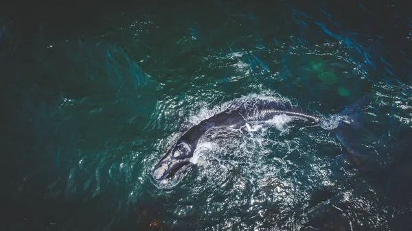 Luchtfoto Uitzicht Een Zuidelijke Recht Walvis Haar Kalf Langs Kust — Stockfoto