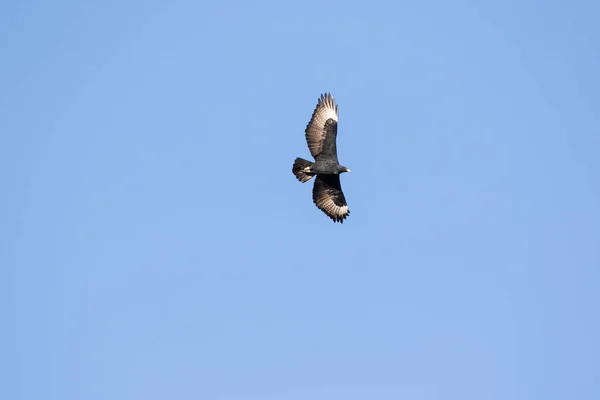 Close up image of a Black Eagles soaring high in the sky over the karoo region of south africa