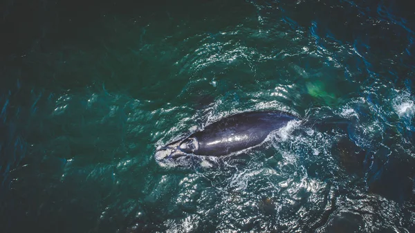 Luchtfoto Uitzicht Een Zuidelijke Recht Walvis Haar Kalf Langs Kust — Stockfoto
