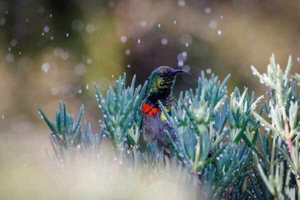Закрыть изображение двойного воротника солнечной птицы, купающейся в капельках воды из разбрызгивателя
