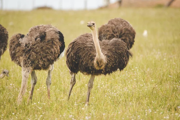Close Image Female Ostriches Feeding Green Meadow — Stock Photo, Image