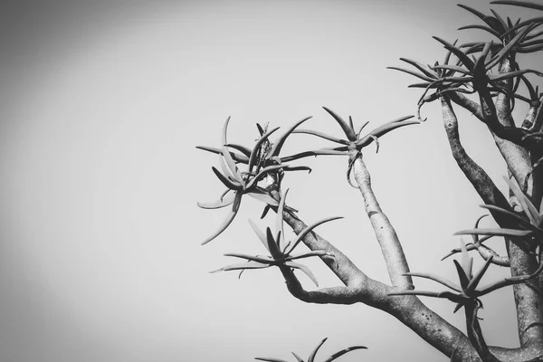 Close Beeld Van Thorn Bush Karoo Regio Van Zuid Afrika — Stockfoto