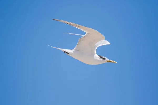 Close Image Flock Caspian Terns Flying Perch Estuary South Africa — Stock Photo, Image