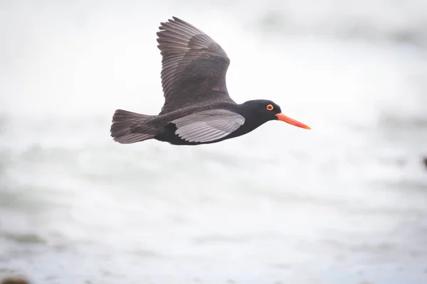 Close up image of a black oyster catcher feeding on the rocks in the tidal region in the western cape of south africa