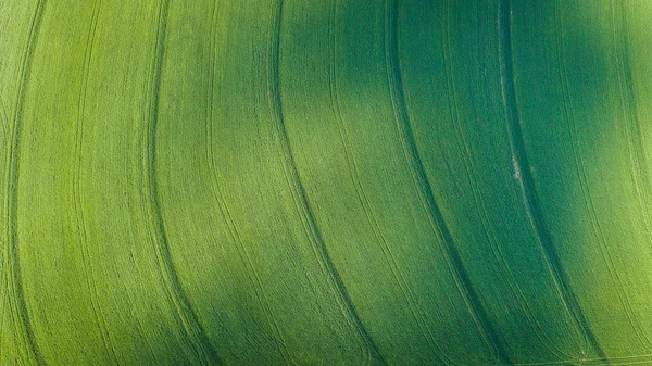 Swartland bölgesi Batı Güney Afrika cape parlak yeşil buğday alanlarının geniş açı dron görüntü.