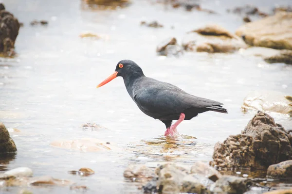 Close up image of a black oyster catcher feeding on the rocks in the tidal region in the western cape of south africa