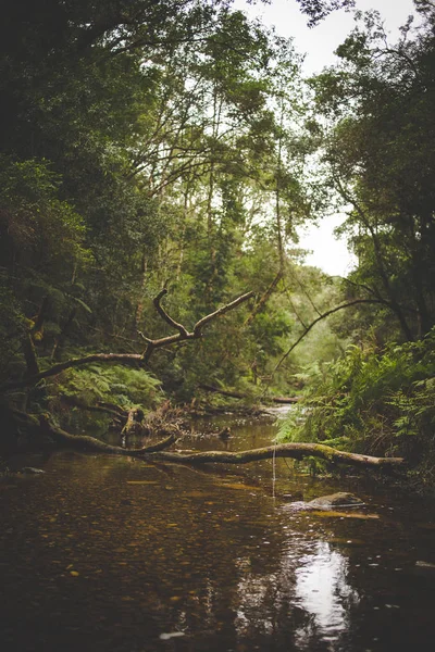 Weitwinkel Landschaftsaufnahme Des Kleinen Baches Jubiläums Bach Tief Knysna Wald — Stockfoto