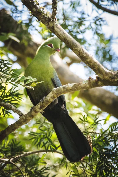 Imagen Cerca Knysna Turaco Lourie Alimentándose Las Semillas Árbol Yellowwood — Foto de Stock