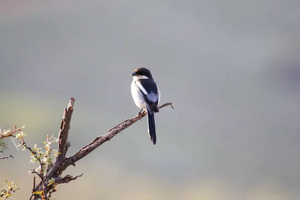 Close Imagem Shrike Fiscal Sentado Ramo Árvore Espinho — Fotografia de Stock