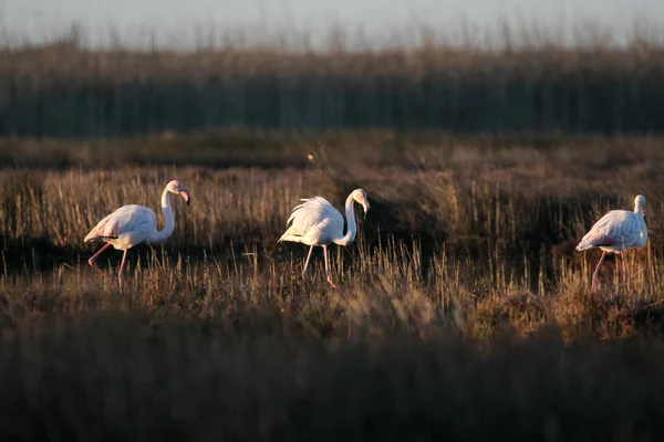 Büyük Flamingo Berg Nehri Halicinin Güney Afrika Nın Batı Kıyısında — Stok fotoğraf