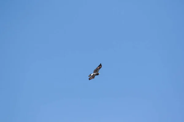 Imagen Cerca Unas Águilas Negras Que Elevan Alto Del Cielo — Foto de Stock