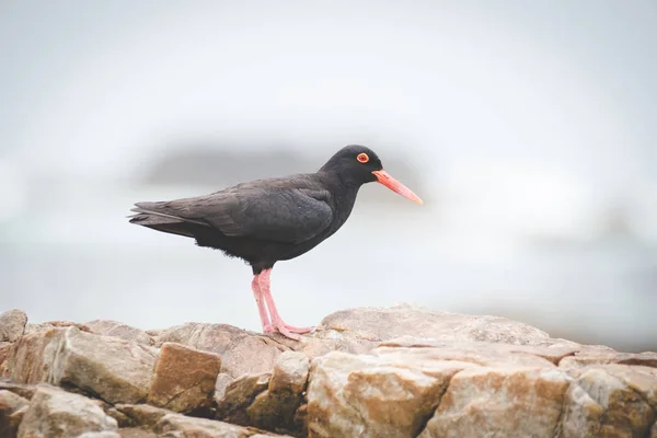 Close up image of a black oyster catcher feeding on the rocks in the tidal region in the western cape of south africa