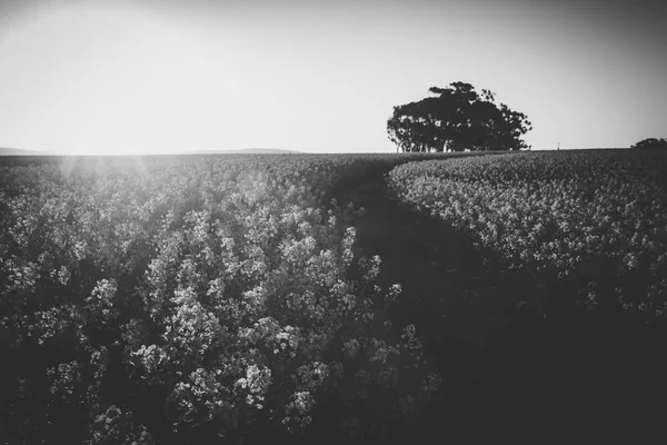 Imagen Gran Angular Puesta Sol Sobre Campo Canola Amarillo Brillante — Foto de Stock