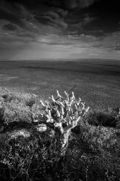 Panoramablick Über Die Tankwa Karoo Wüste Mit Dramatischen Gewitterwolken Himmel — Stockfoto