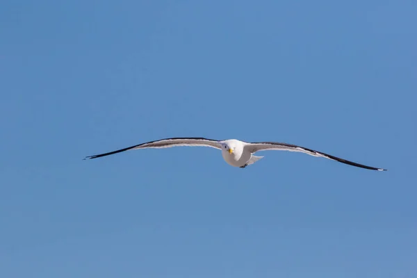 Image Rapprochée Une Mouette Noire Vol Dessus Océan — Photo