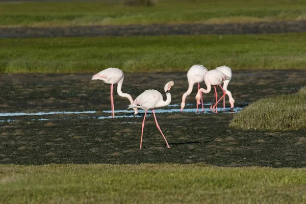 Close Beeld Van Grotere Flamingo Voeden Het Estuarium Van Rivier — Stockfoto