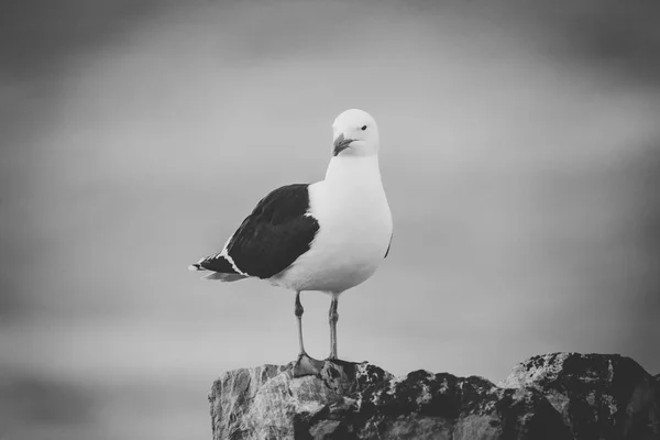关闭图片的黑色支持海鸥坐在岩石上的南非花园路线 — 图库照片