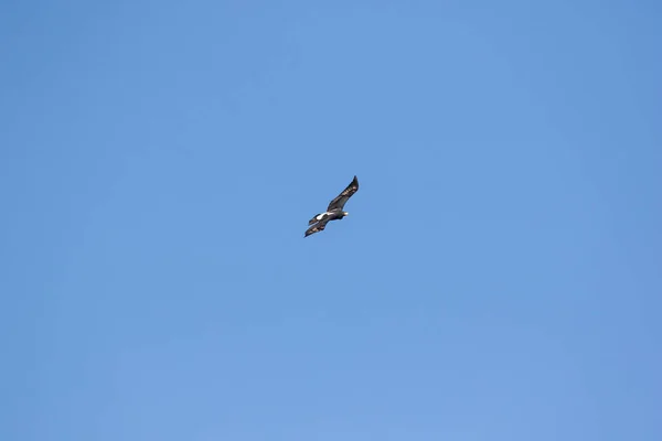 Imagen Cerca Unas Águilas Negras Que Elevan Alto Del Cielo — Foto de Stock