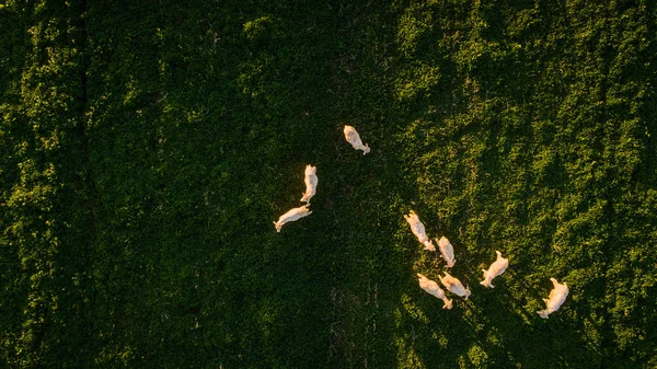 Aerial Image Flock Sheep Bright Green Meadow South Africa — Stock Photo, Image