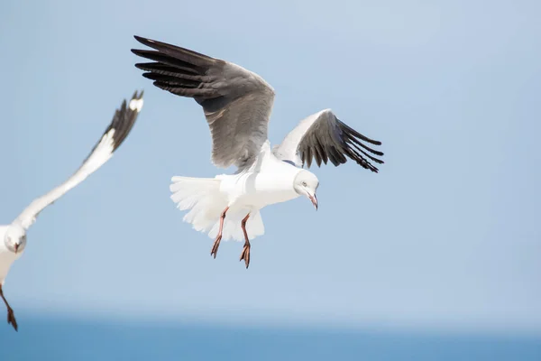 Close Images Grey Headed Gulls Flying Overhead Looking Food Scraps — Stock Photo, Image