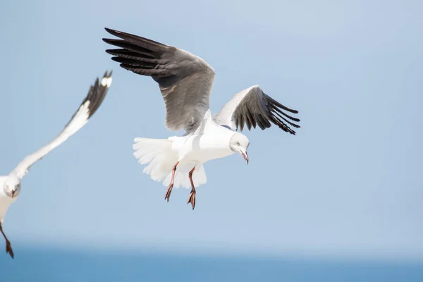 Images Rapprochées Goélands Tête Grise Volant Dessus Leurs Têtes Recherche — Photo