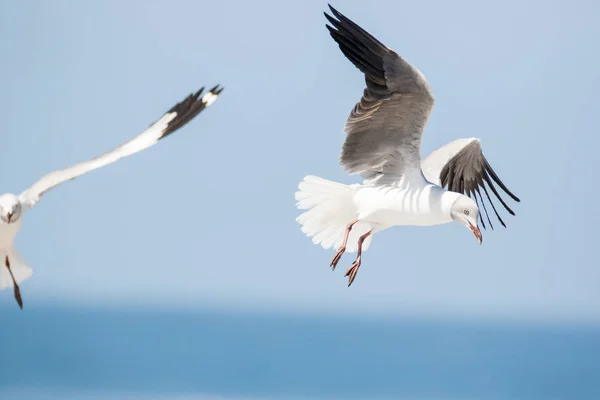 Close Images Grey Headed Gulls Flying Overhead Looking Food Scraps — Stock Photo, Image