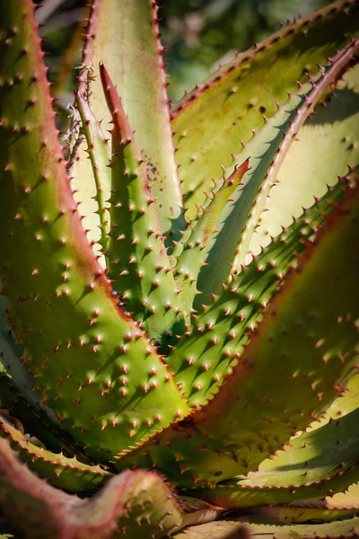 Imagem Perto Uma Planta Aloe Região Karoo África Sul — Fotografia de Stock