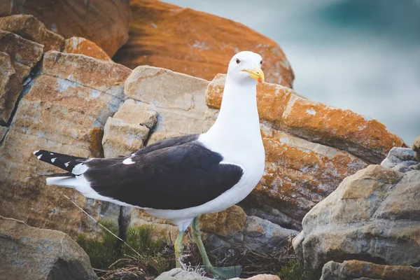 Nahaufnahme Einer Schwarzen Rückenmöwe Die Auf Einem Felsen Der Gartenroute — Stockfoto