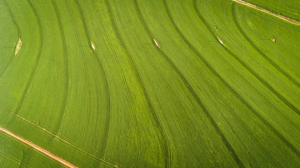 Wide Angle Drone Image Bright Green Wheat Fields Swartland Region — Stock Photo, Image