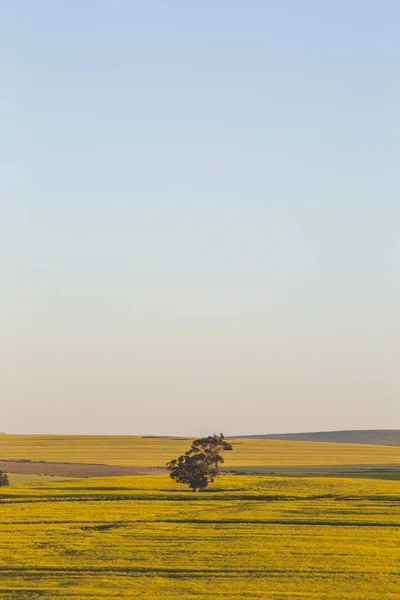 Широкоугольное Изображение Заходящего Солнца Над Ярко Желтым Полем Канолы Западном — стоковое фото