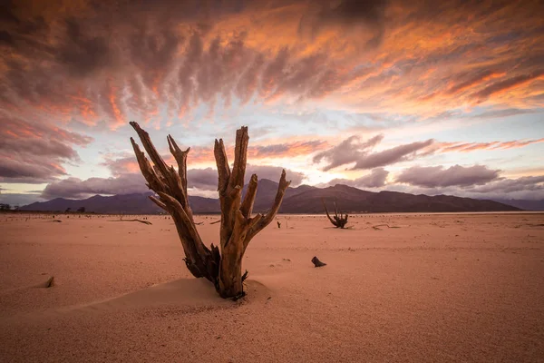 Beautiful Wide Angle Landscape Photo Old Dead Trees Dried Dam — Stock Photo, Image