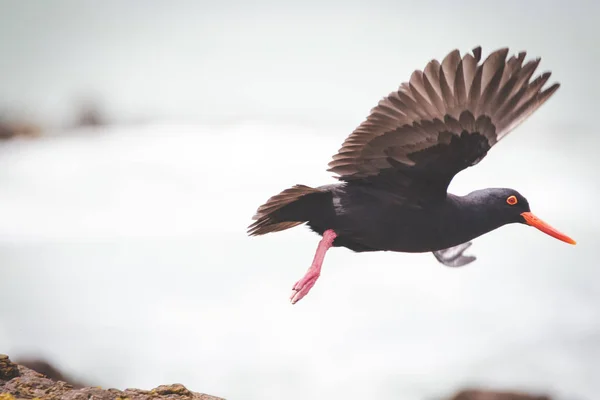 Close up image of a black oyster catcher feeding on the rocks in the tidal region in the western cape of south africa