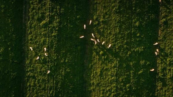 Letecký Snímek Stádo Ovcí Zářivě Zelené Louce Jižní Africe — Stock fotografie