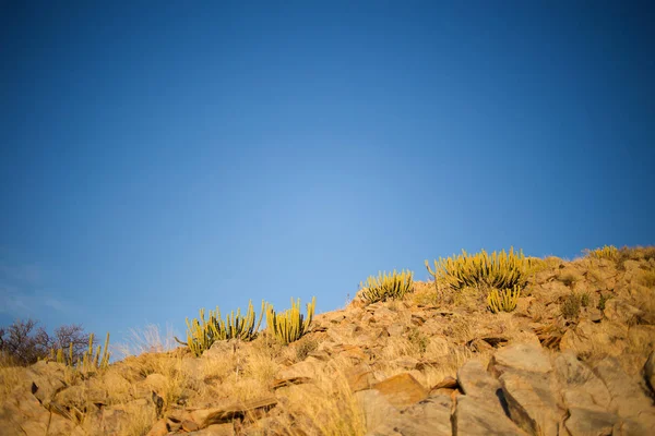 Panoramic Landscape Photo Views Kalahari Region South Africa — Stock Photo, Image