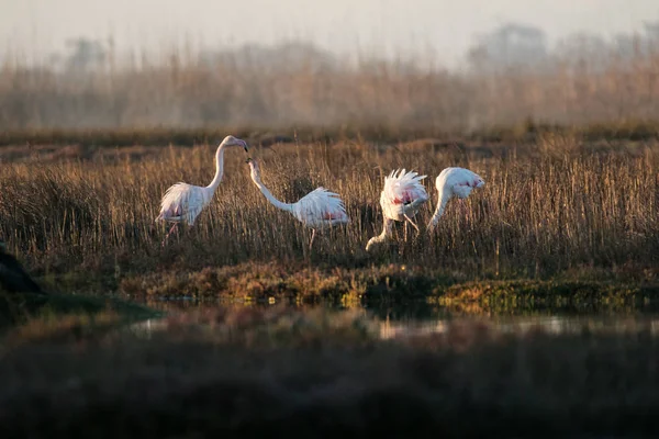 Imagen Cerca Mayores Flamencos Alimentándose Estuario Del Río Berg Costa —  Fotos de Stock