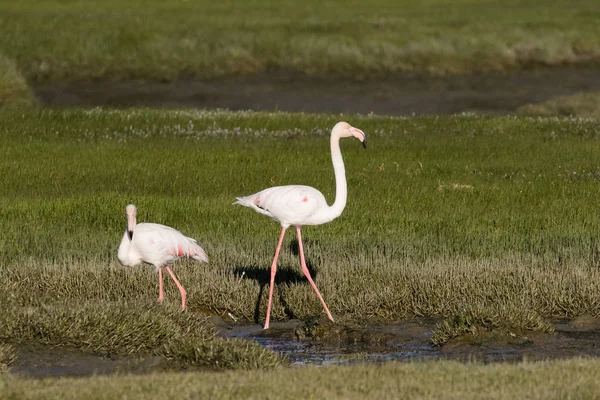 Nahaufnahme Von Flamingos Die Sich Der Mündung Des Berges Der — Stockfoto