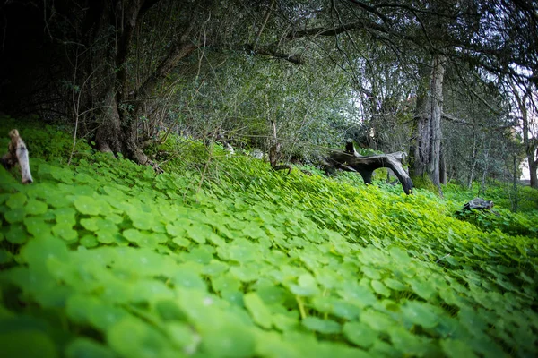 Close Image Bright Green Nasturium Caper Plants Growing Meadow — Stock Photo, Image
