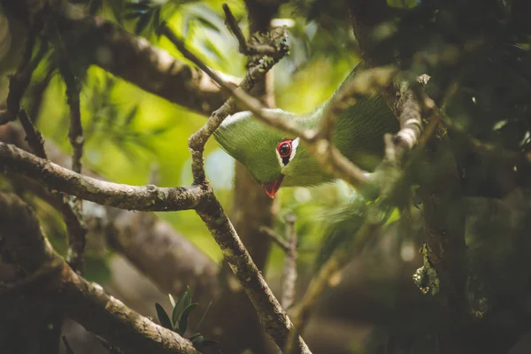 Image Rapprochée Knysna Turaco Lourie Nourrissant Des Graines Arbre Yellowwood — Photo