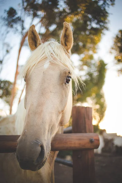 Retrato Cerca Caballo Criado Fondo Corral — Foto de Stock