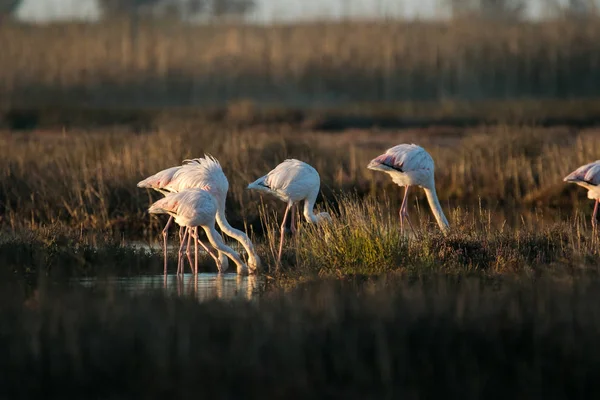Close Beeld Van Grotere Flamingo Voeden Het Estuarium Van Rivier — Stockfoto