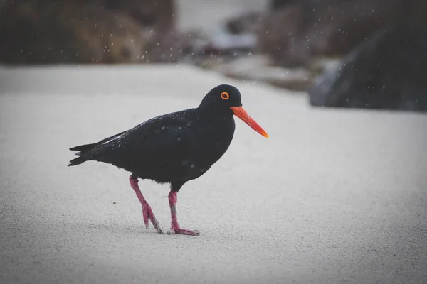 Close up image of a black oyster catcher feeding on the rocks in the tidal region in the western cape of south africa