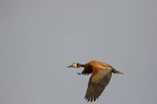 Close up image of a White-faced Whistling duck flying in the sky — Stock Image Close Image White Faced Whistling Duck Flying Sky Royalty Free Stock Photos