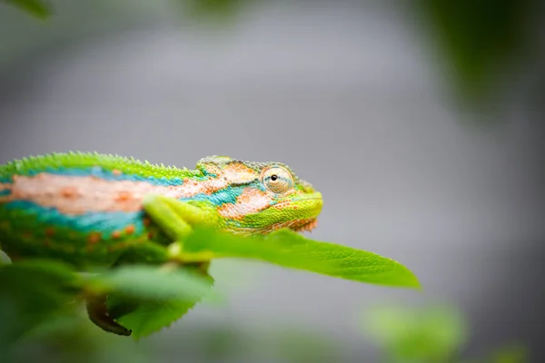 Bebe Cameleon Images Libres De Droit Photos De Bebe Cameleon Depositphotos Bebe Cameleon Images Libres De Droit Photos De Bebe Cameleon Depositphotos