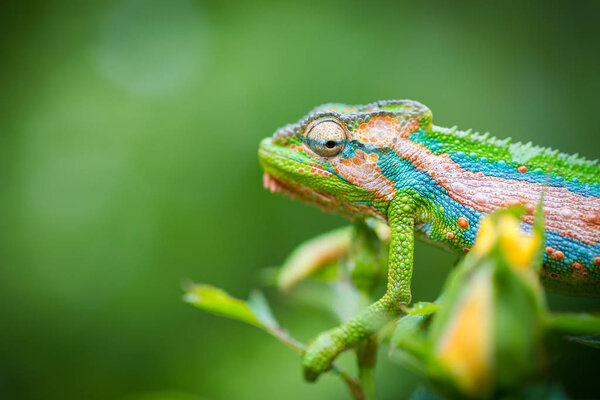 Close Image Chameleon Vivid Colors Green Background Stock Image