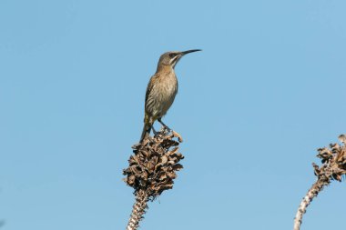 Bir ağaç dalı üzerinde tünemiş bir kadın Cape Sugarbird görüntüsünü kapatmak