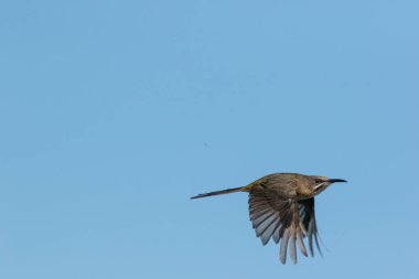 Bir ağaç dalı üzerinde tünemiş bir kadın Cape Sugarbird görüntüsünü kapatmak
