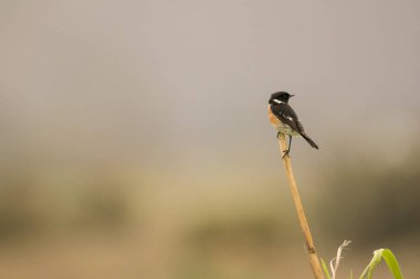 Taş sohbet bir kamış bir çayırda oturan kuş fotoğrafı kapatın