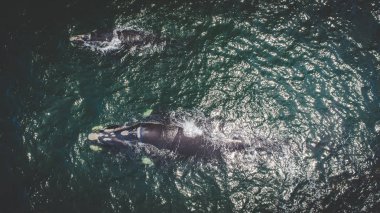 Güney bir balina ve yavrularıyla Güney Afrika'da Hermanus yakın overberg kıyısında havadan görünümü