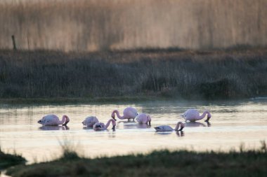 Büyük Flamingo berg Nehri halicinin Güney Afrika'nın batı kıyısında besleme görüntüsünü kapatmak