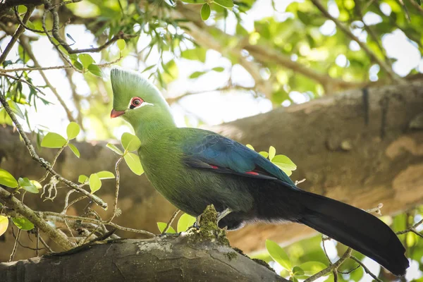 Knysna Turaco görüntü kadar yakın / Güney Afrika Knysna ormanda bir Yellowwood ağacı tohumları Lourie besleme